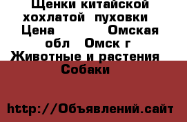 Щенки китайской хохлатой -пуховки › Цена ­ 2 000 - Омская обл., Омск г. Животные и растения » Собаки   